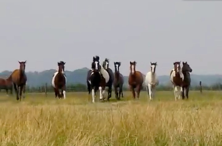 Paint Horses in Texel, Eagles Ranch (Schermafdruk 18.05.2018)