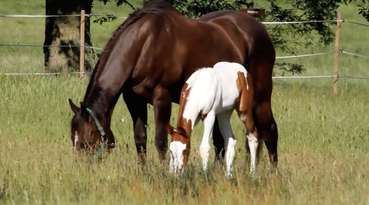 Paint Horses,Elans Choice x Okie Monas Monique (Schermafdruk
